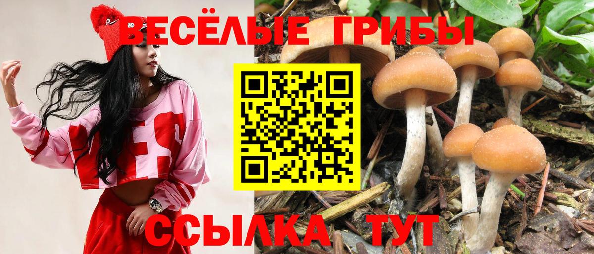 Звенигород  Галлюциногенные грибы прущие грибы  Вход с VPN  Псилоцибиновые грибы Psilocybine cubensis 