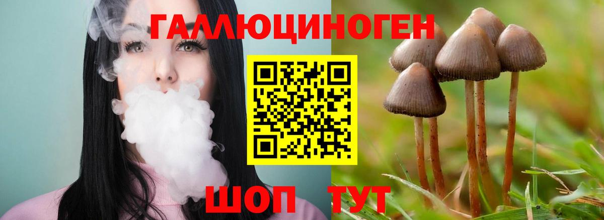 Псилоцибиновые грибы Psilocybine cubensis Звенигород